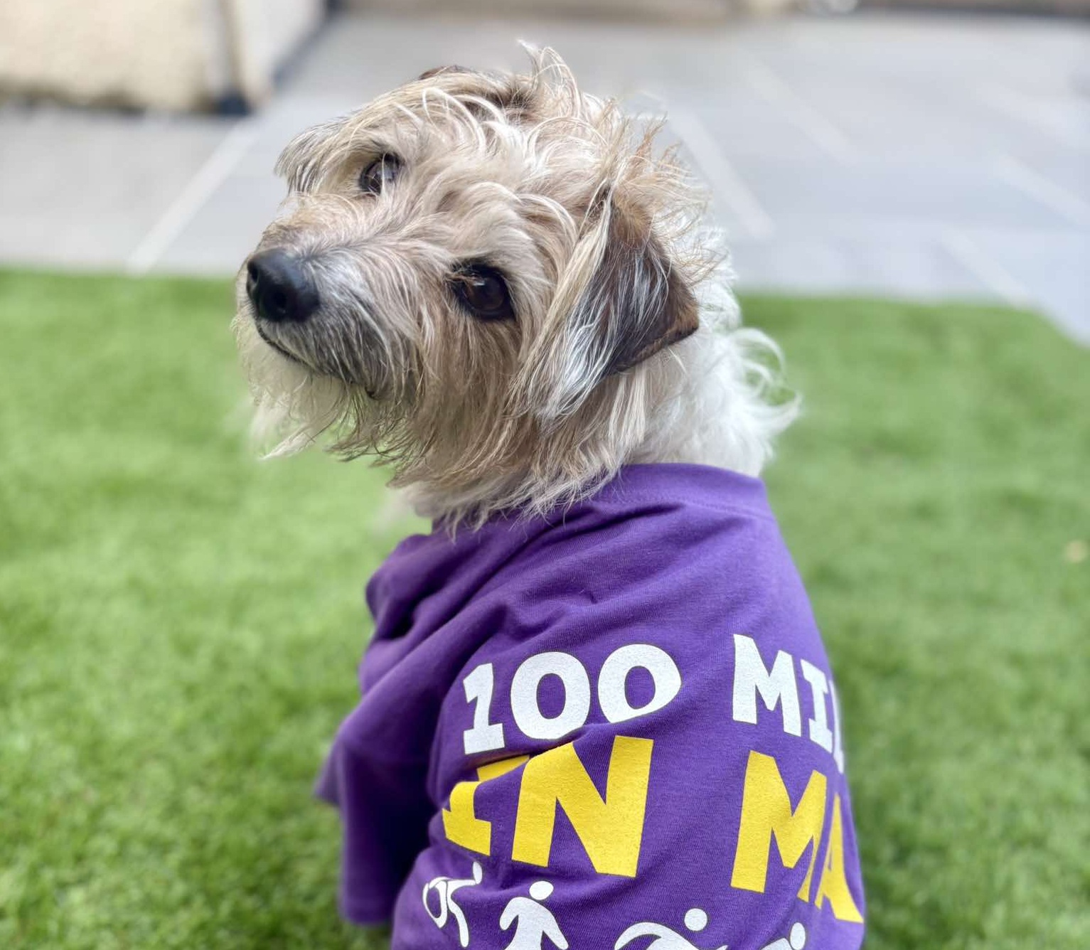 Ted the Jack Russell wears a purple fundraising shirt and looks in the camera